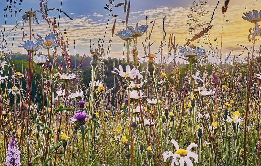 VAT and SDLT on biodiversity credits