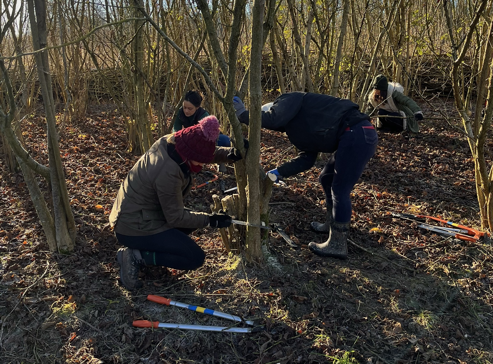 Photo of colleagues planting trees