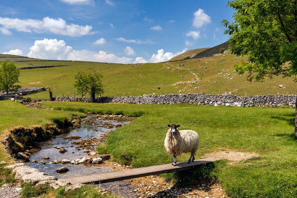 Leeds laces up for annual Go Walking event